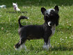 1 magnifique mâle chien nu chinois de 3 mois