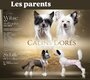 3 mâles chien chinois (chiot nés en mars)