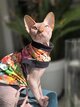 Sphynx
