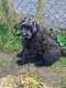 Chiots Bouvier des Flandres