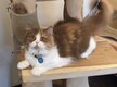 Femelle british longhair