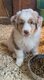 Chiot berger australien