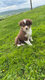 Chiot berger australien