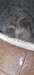Chaton british shorthair  scottish fold  lilac