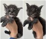 Chatons Maine Coon