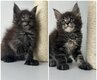 Chatons Maine Coon