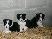 Chiots BorderCollie