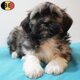 Lhasa Apso - Chiots élégants à vendre