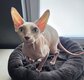 Chatte Sphynx 3ans