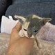 Sphynx chaton disponible a la revervation