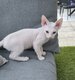 Sphynx chaton disponible a la revervation