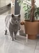 🐾British Shorthair Bleu 💙...