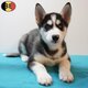 Husky Sibérien - Magnifiques chiots à vendre