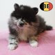 Spitz - Superbes chiots à vendre