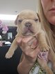 Magnifique chiots bouledogue