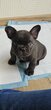 Dernier male bouledogue elevage agréé