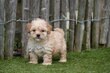 Magnifique chiot Maltipoo blanc abricot