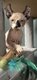 Chatons Sphynx Elf