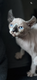 Chatons Sphynx Elf