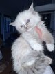 Ragdoll
