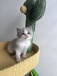 Ragdoll