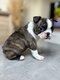 Boston terrier à vendre
