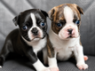 Boston terrier à vendre