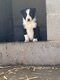 Chiot border collie