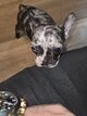 Chiot bouledogue francais