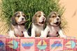 Adorables chiots beagle 🥰