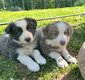 Chiots border collies à réserver
