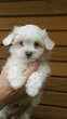 Bichon maltais