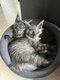 Chatons Maine Coon