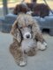 Caniche royal