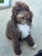 Caniche royal