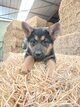 Chiots berger Allemand