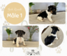 3 adorables chiots Jack Russell disponibles
