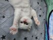 Chatons birman de couleur chocolat point