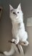 Maine Coon superbe