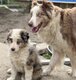 Chiots Border collie