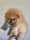 Magnifiques Spitz nain / petit type Poméranien