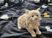 5 Adorables chatons Maine Coon