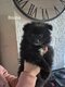 Spitz nain loulou de pomeranie