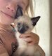 Chatons siamois