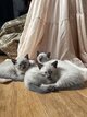 Chatons siamois