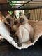 Chatons siamois