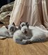 Chatons siamois