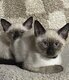 Chatons siamois