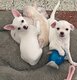 🐶 Superbes chiots Chihuahua disponibles...