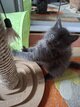 Maine Coon à acquérir